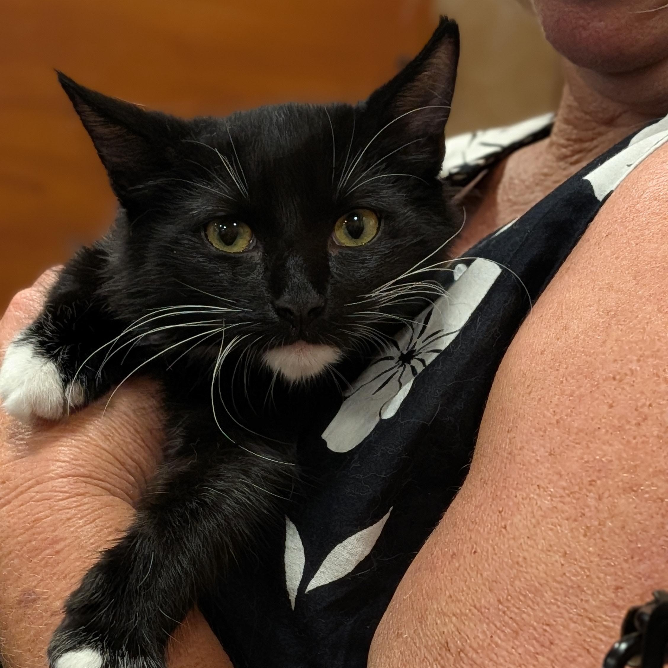 Enlarge Ebony, a Adoptable Domestic Medium Hair in Wilmington, NC image 6/6