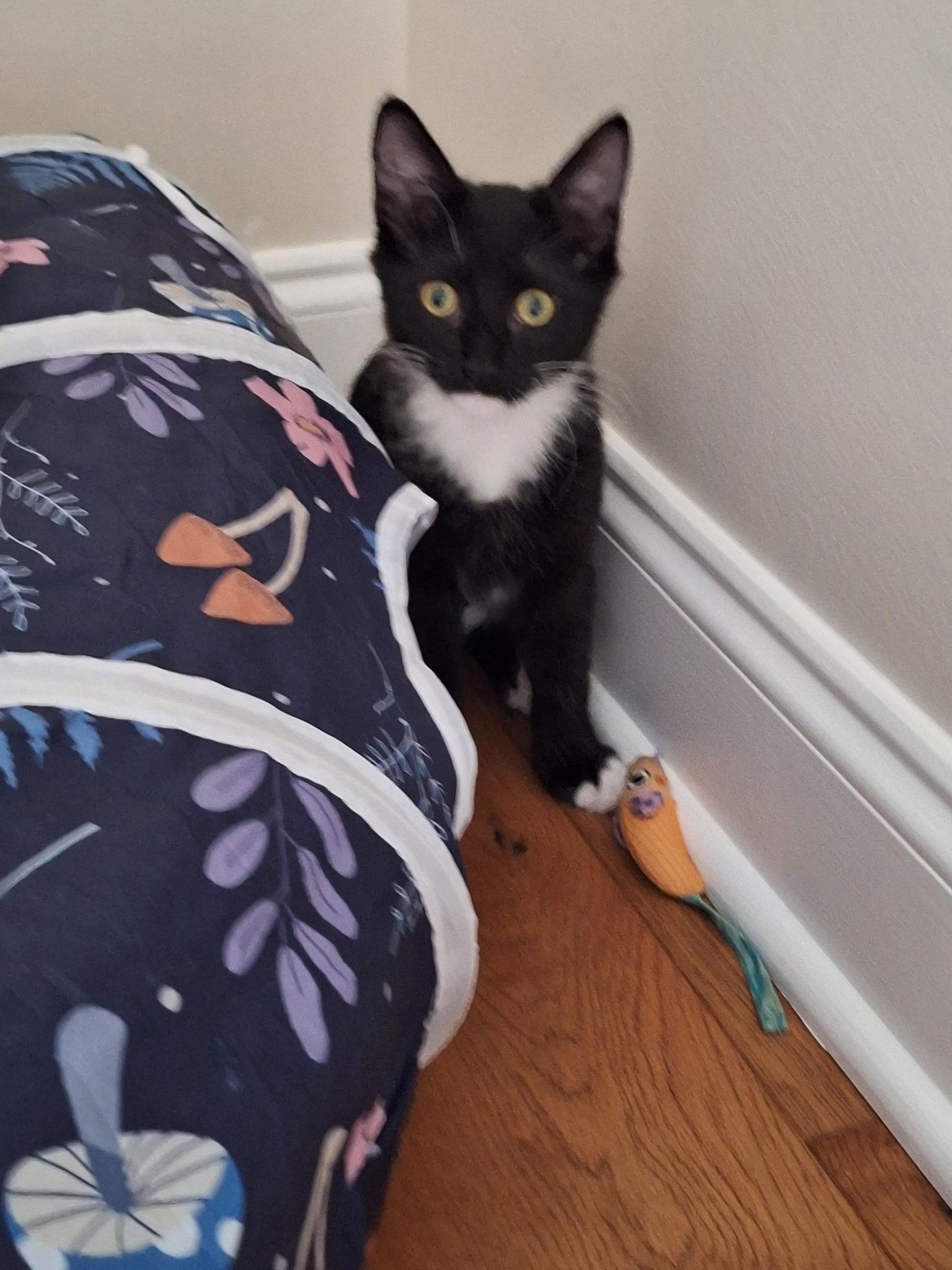 Enlarge Ebony, a ADOPTABLE Domestic Medium Hair in Wilmington, NC image 4/5