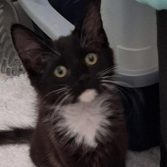 Ebony, ADOPTABLE, Kitten Female Domestic Medium Hair.