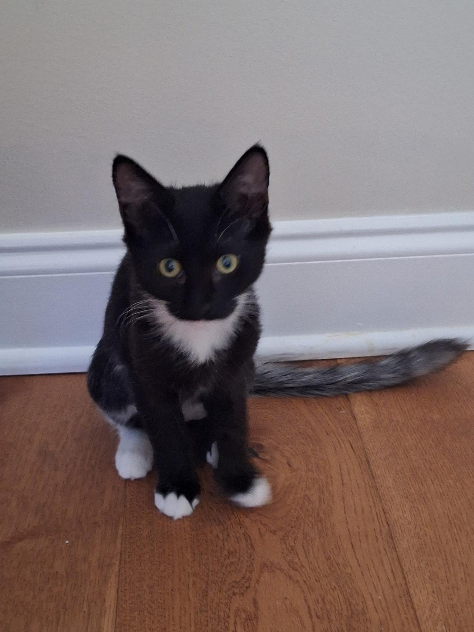 Enlarge Ebony, a ADOPTABLE Domestic Medium Hair in Wilmington, NC image 5/5