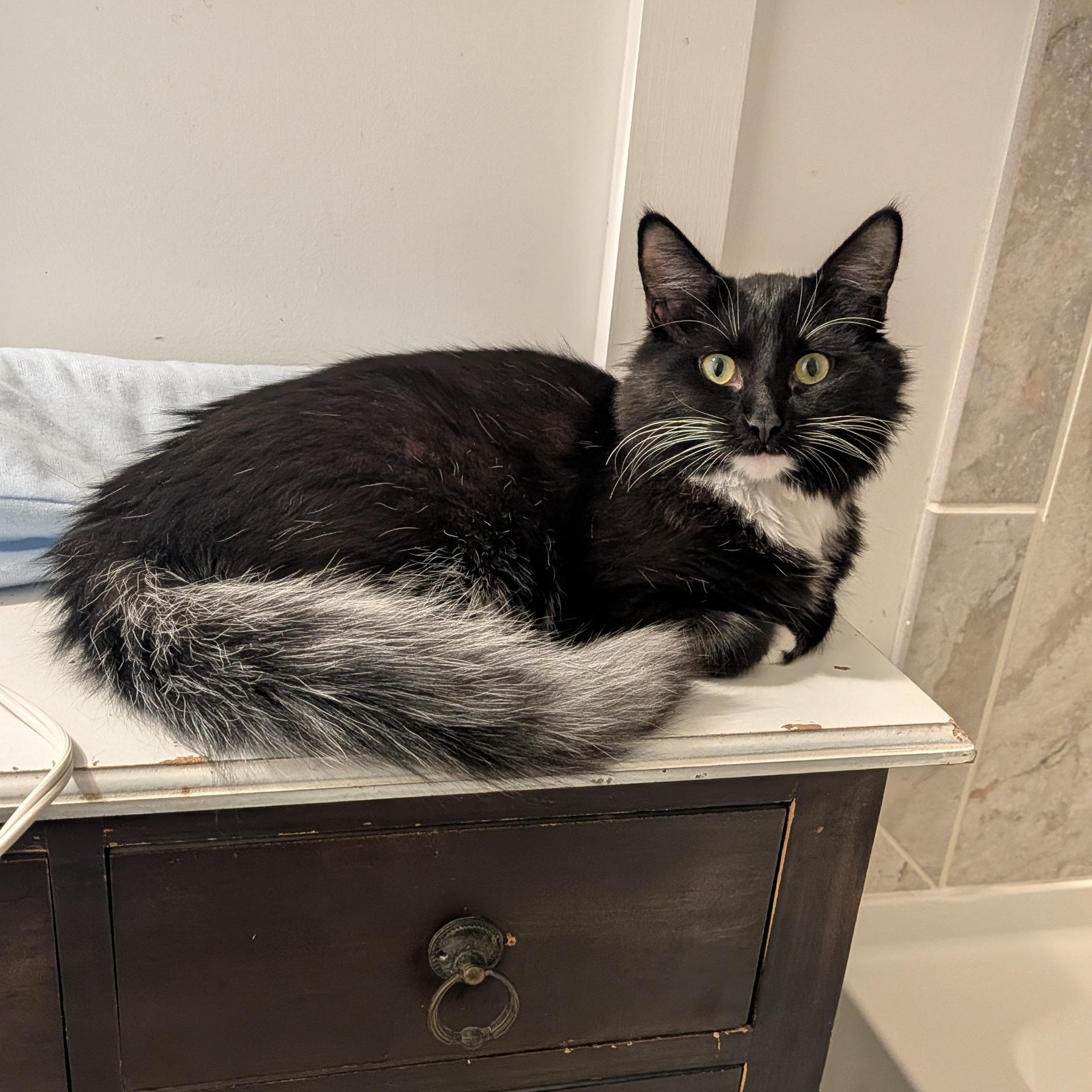 Ebony, Adoptable, Kitten Female Domestic Medium Hair.