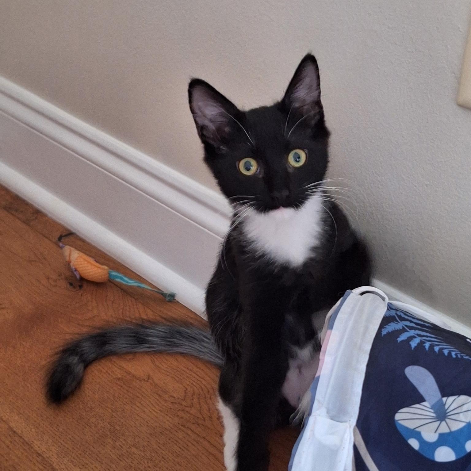 Enlarge Ebony, a ADOPTABLE Domestic Medium Hair in Wilmington, NC image 2/5