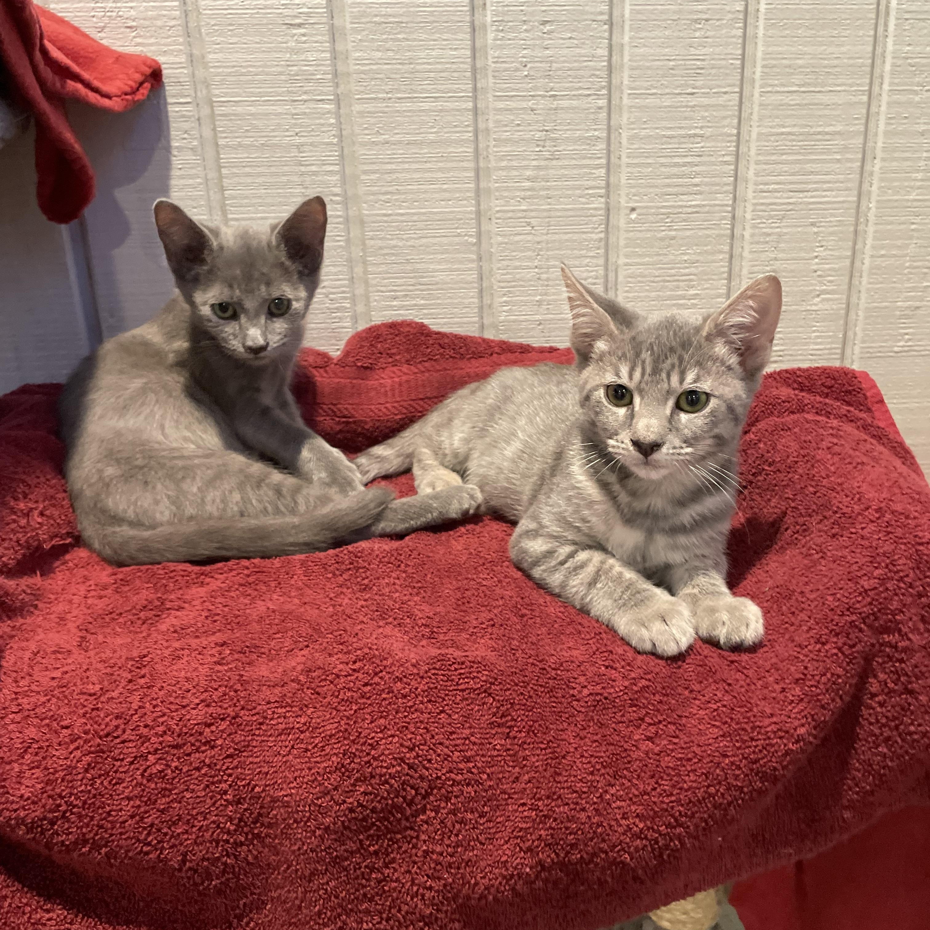 Fern, Adoptable, Young Male American Shorthair & Domestic Short Hair.