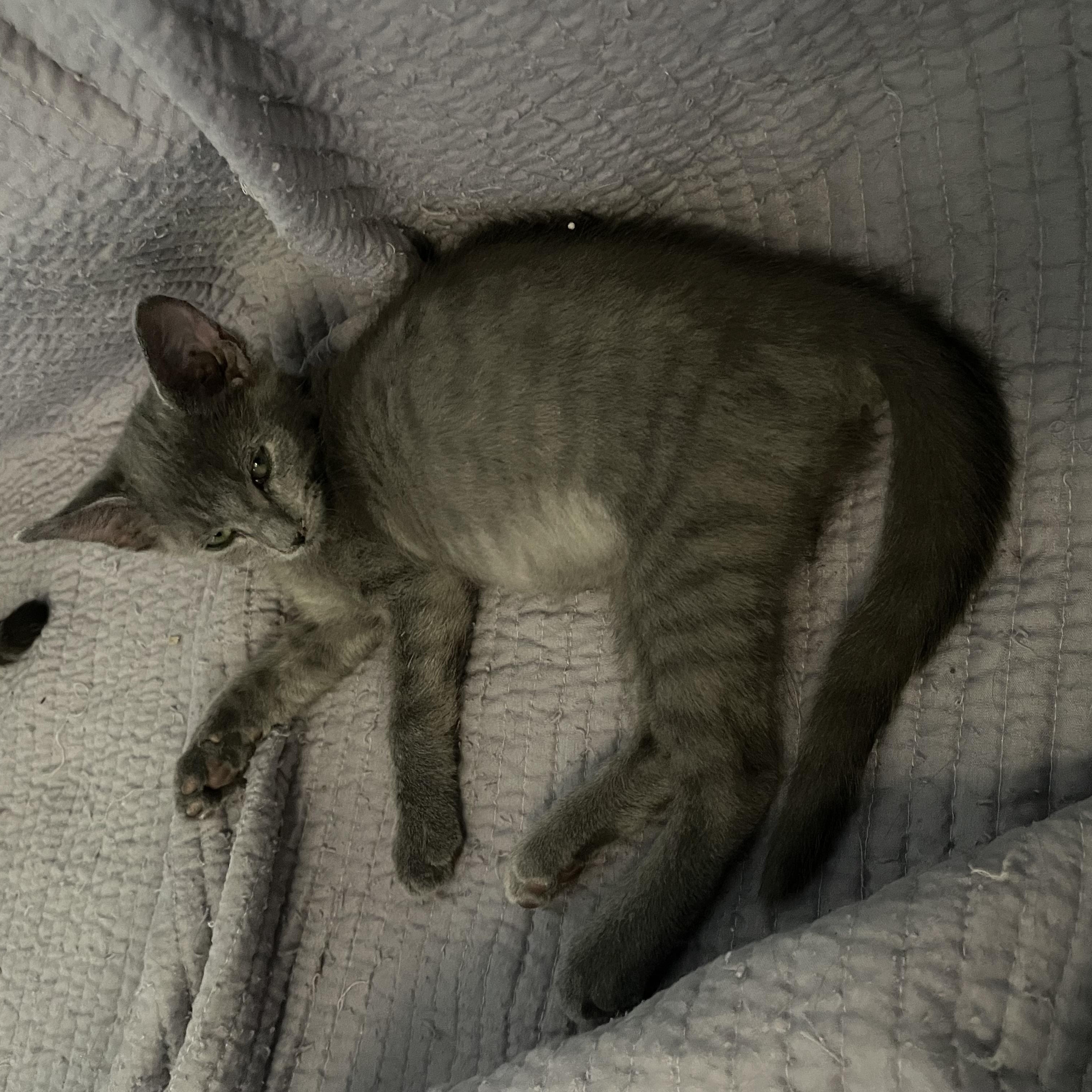 Enlarge Fern, a Adoptable mixed breed in Tifton, GA image 3/3
