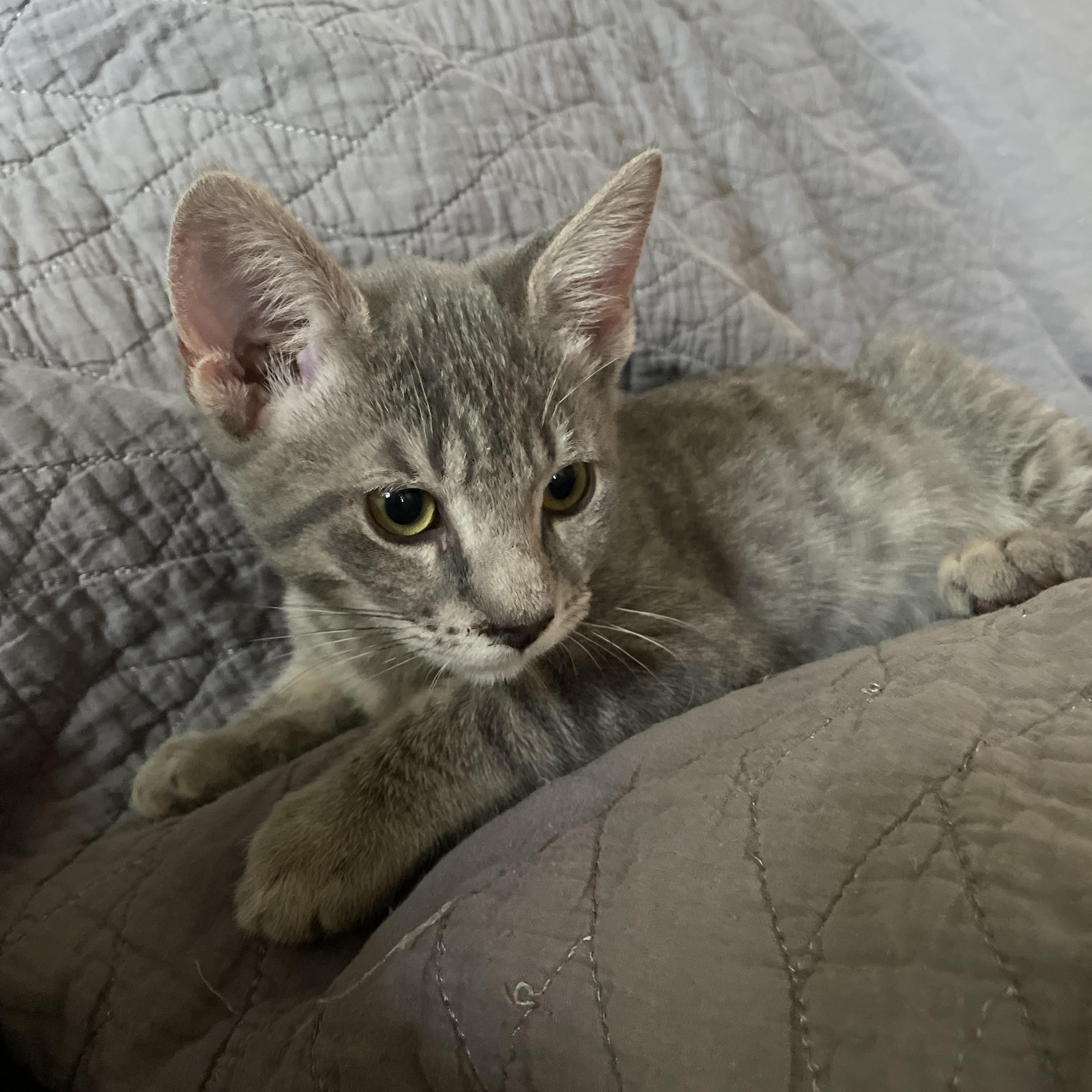 Enlarge Fern, a Adoptable mixed breed in Tifton, GA image 2/3