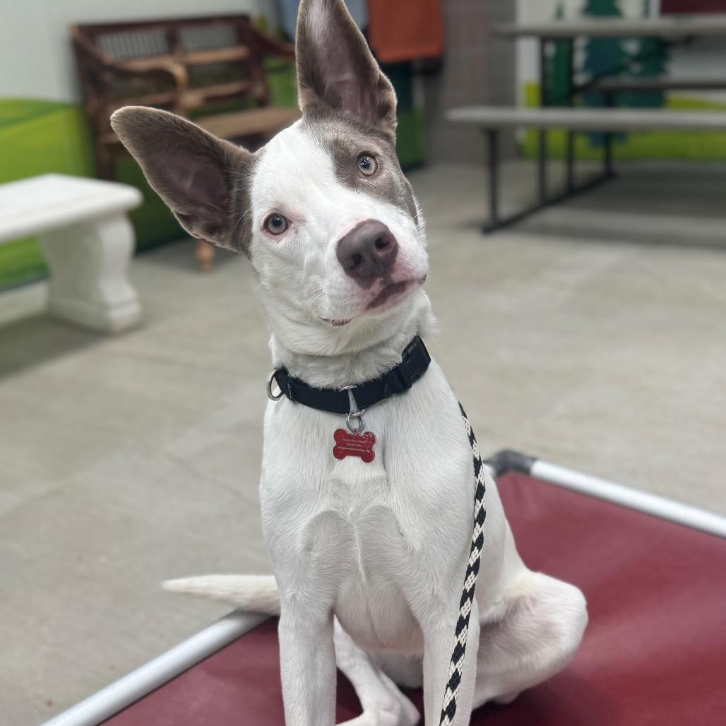 Enlarge Glory, a Adoptable mixed breed in Las Vegas, NV image 1/6