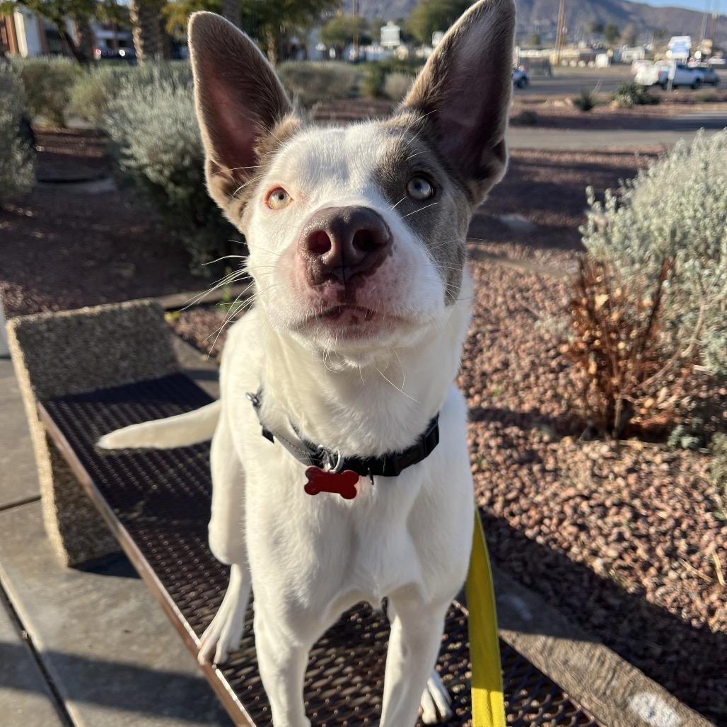 Enlarge Glory, a Adoptable mixed breed in Las Vegas, NV image 2/6