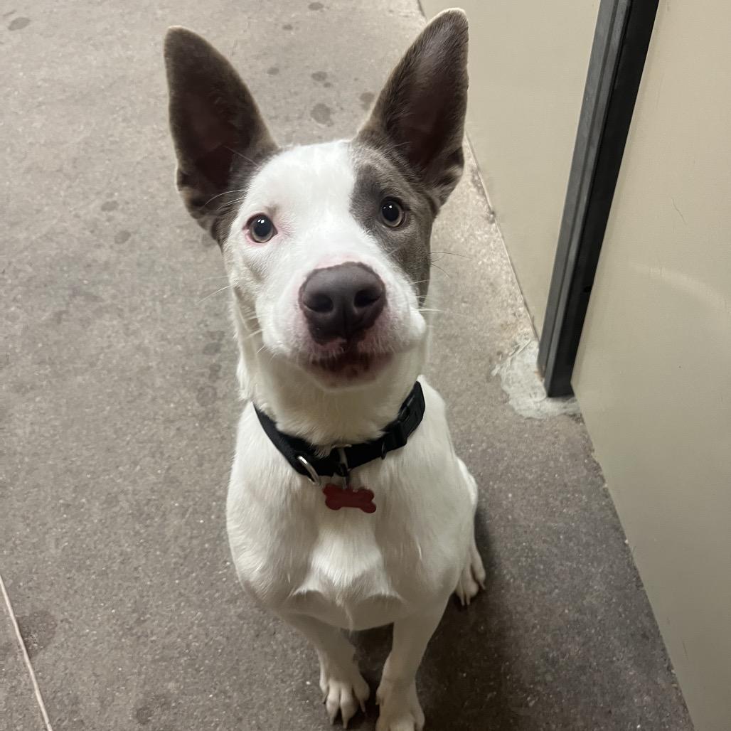 Enlarge Glory, a Adoptable mixed breed in Las Vegas, NV image 3/6