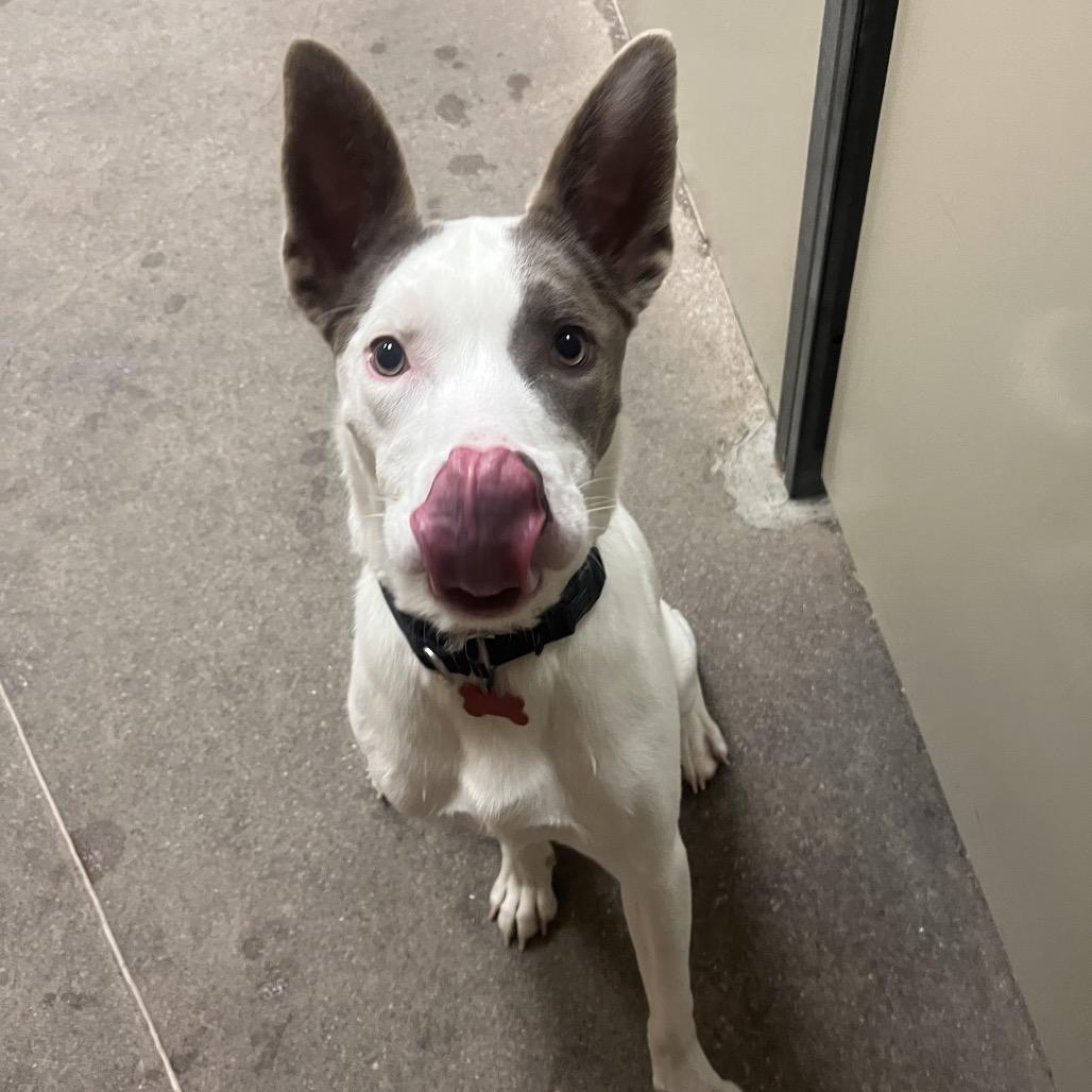 Enlarge Glory, a Adoptable mixed breed in Las Vegas, NV image 4/6