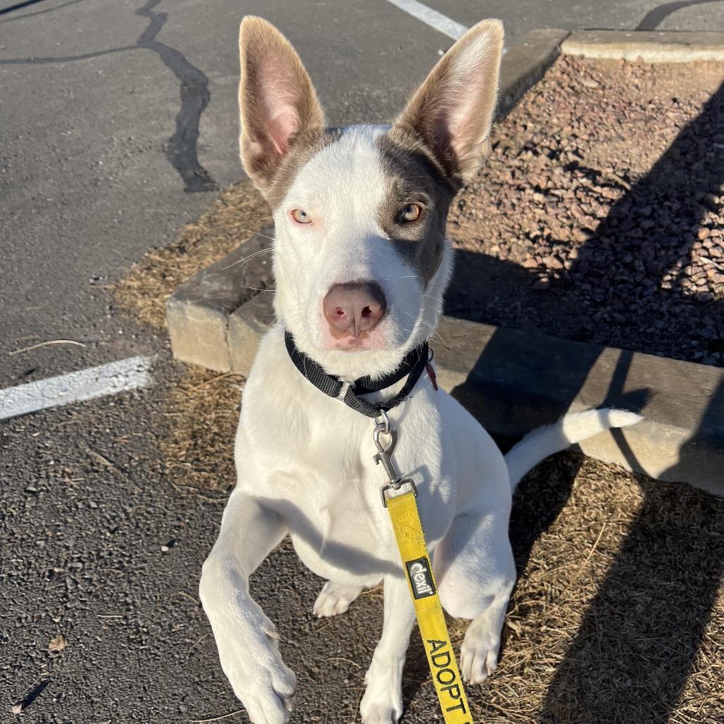 Enlarge Glory, a Adoptable mixed breed in Las Vegas, NV image 5/6