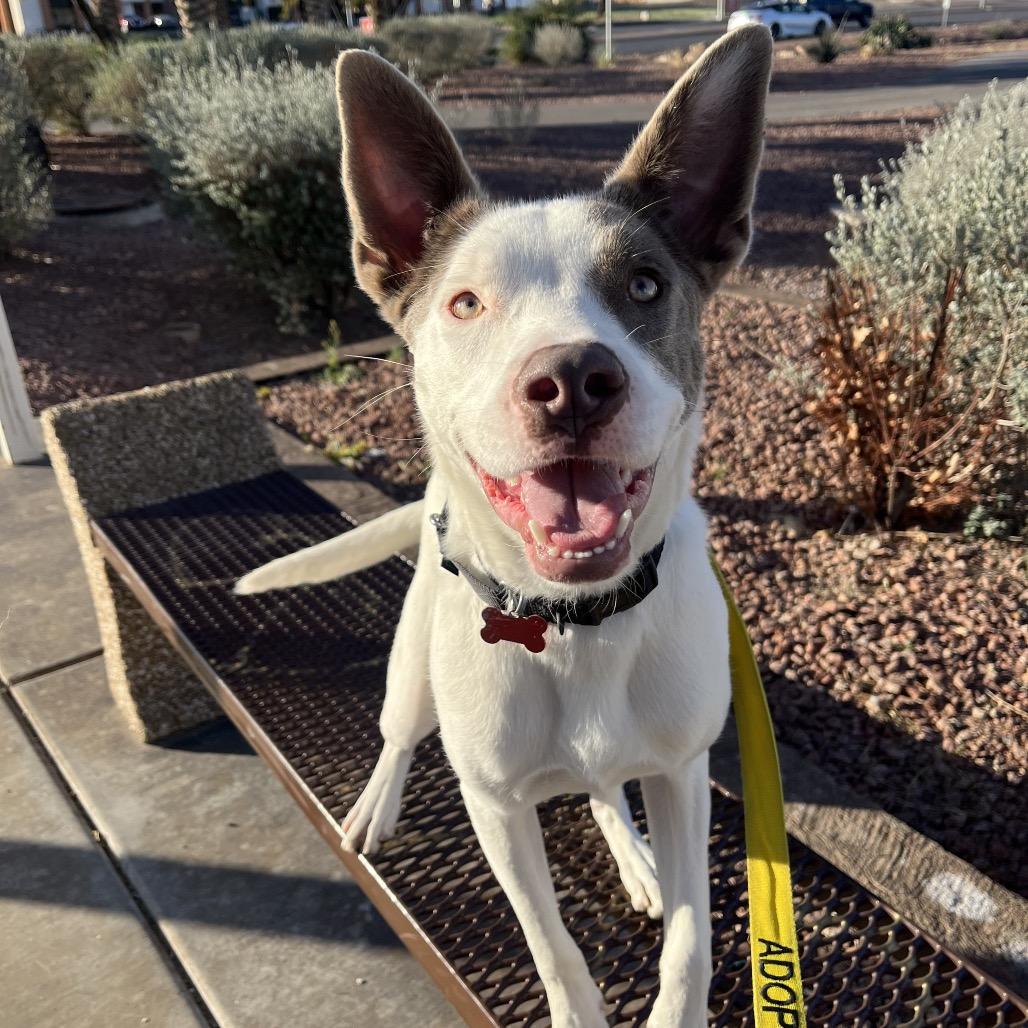 Enlarge Glory, a Adoptable mixed breed in Las Vegas, NV image 6/6