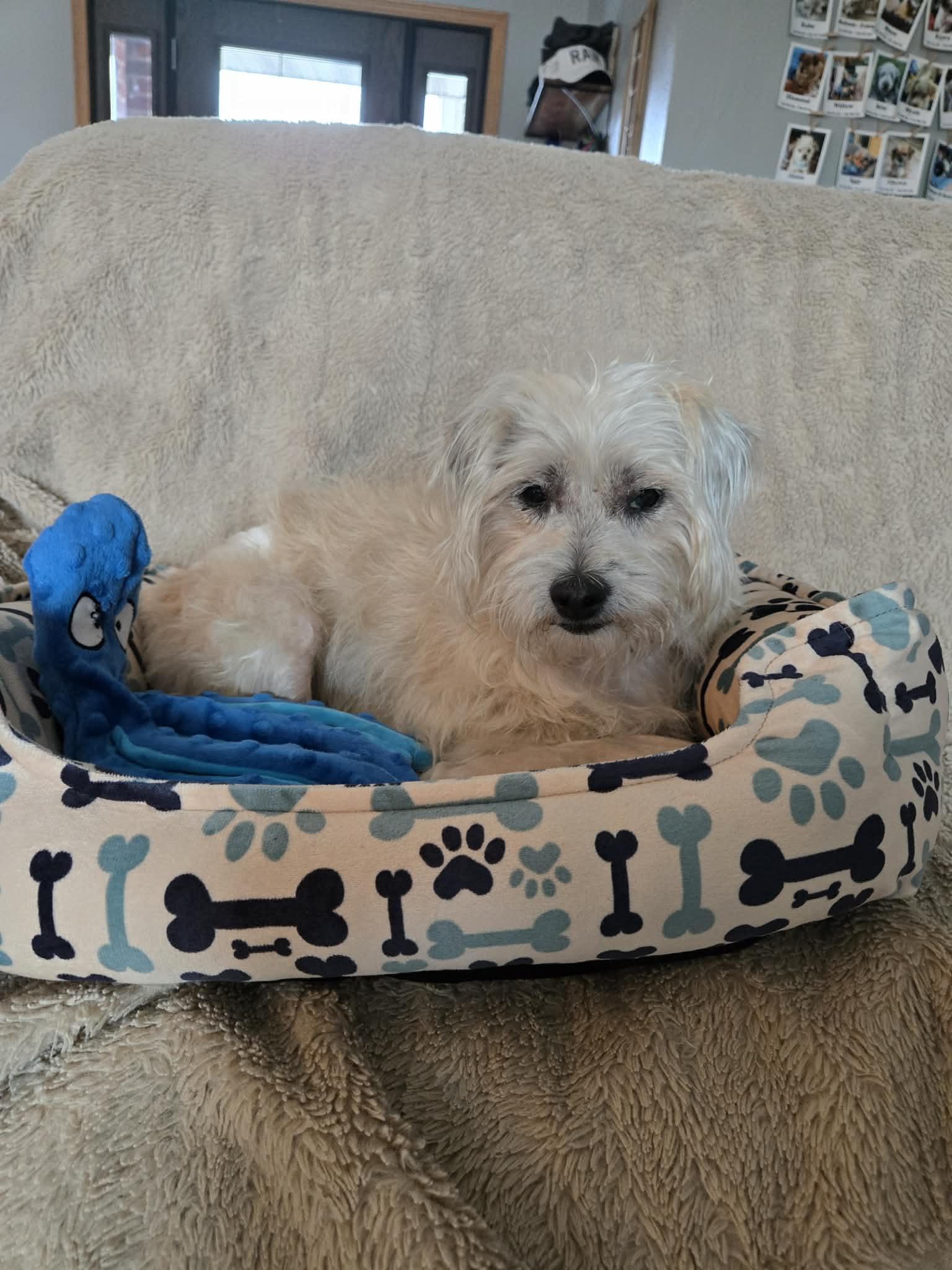 Enlarge Keegan, an adopted mixed breed in De Pere, WI image 4/5