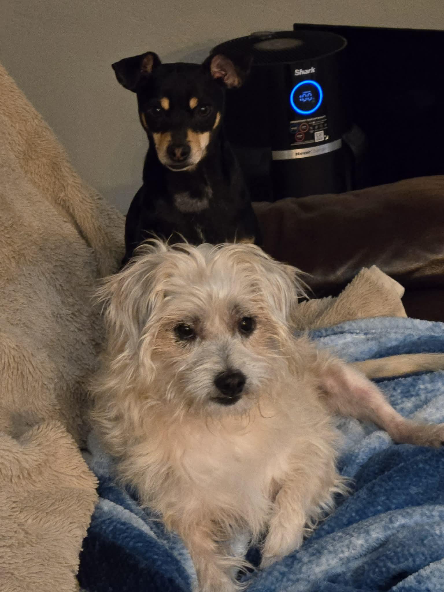 Enlarge Keegan, an adopted mixed breed in De Pere, WI image 2/5