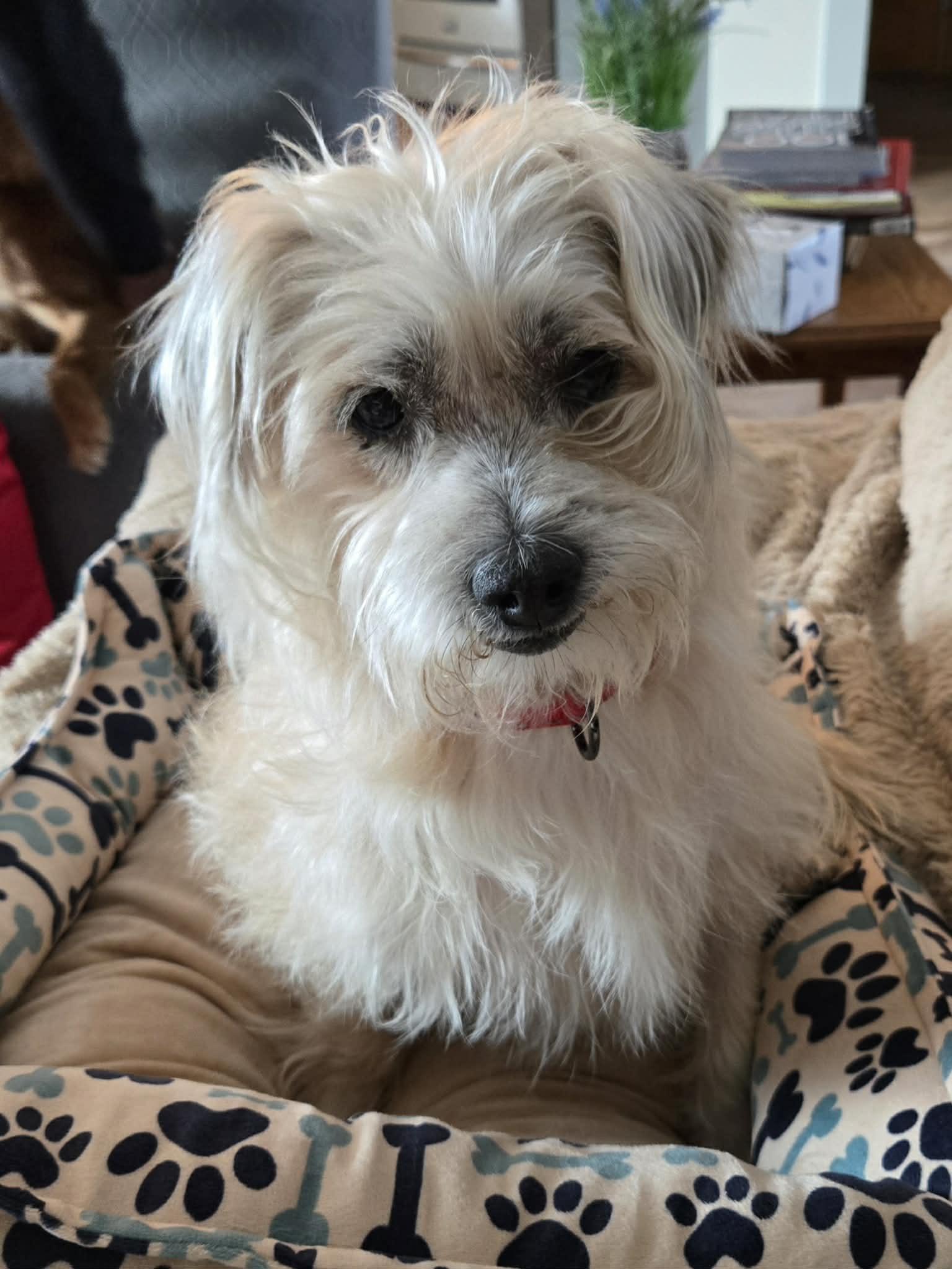 Keegan, adopted, Adult Male Terrier.