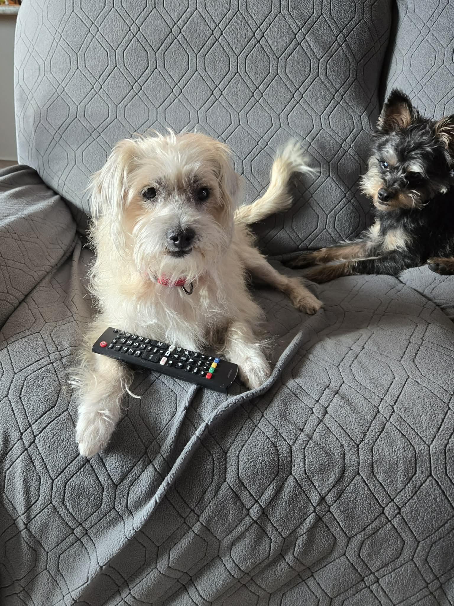 Enlarge Keegan, an adopted mixed breed in De Pere, WI image 5/5