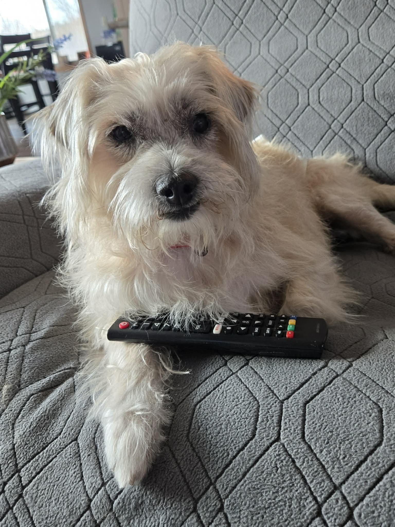 Enlarge Keegan, an adopted mixed breed in De Pere, WI image 3/5