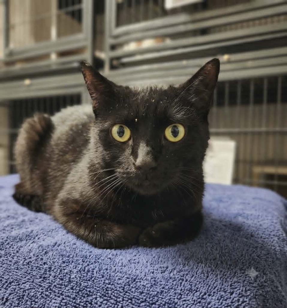 Gilmore-Brown, Adoptable, Young Male Domestic Short Hair.
