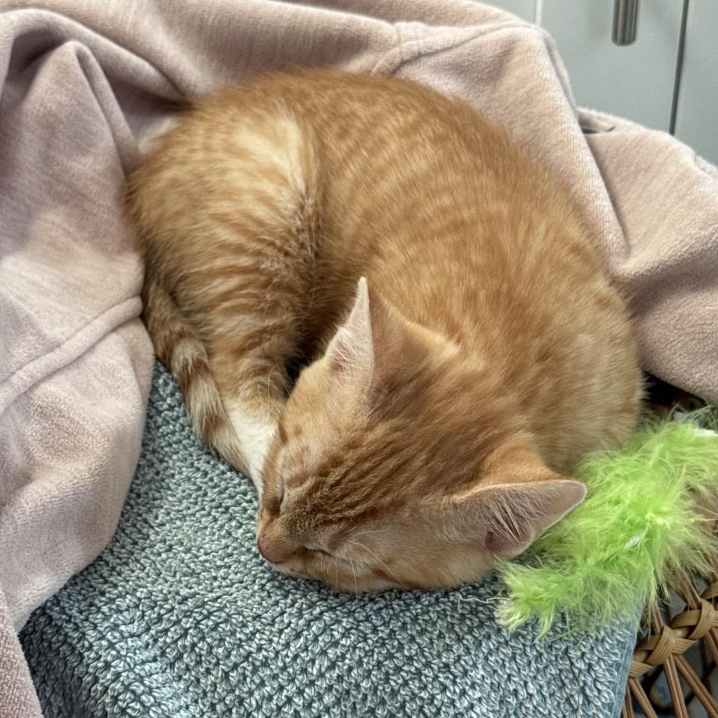 Enlarge Buck, a Adoptable American Shorthair in SANTA ROSA BEACH, FL image 2/2