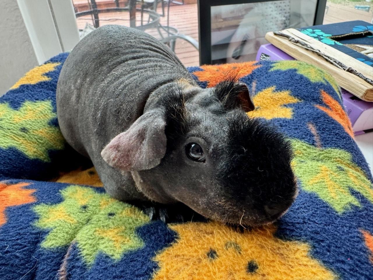Enlarge Groucho, an adopted Guinea Pig in Austin, TX image 2/4