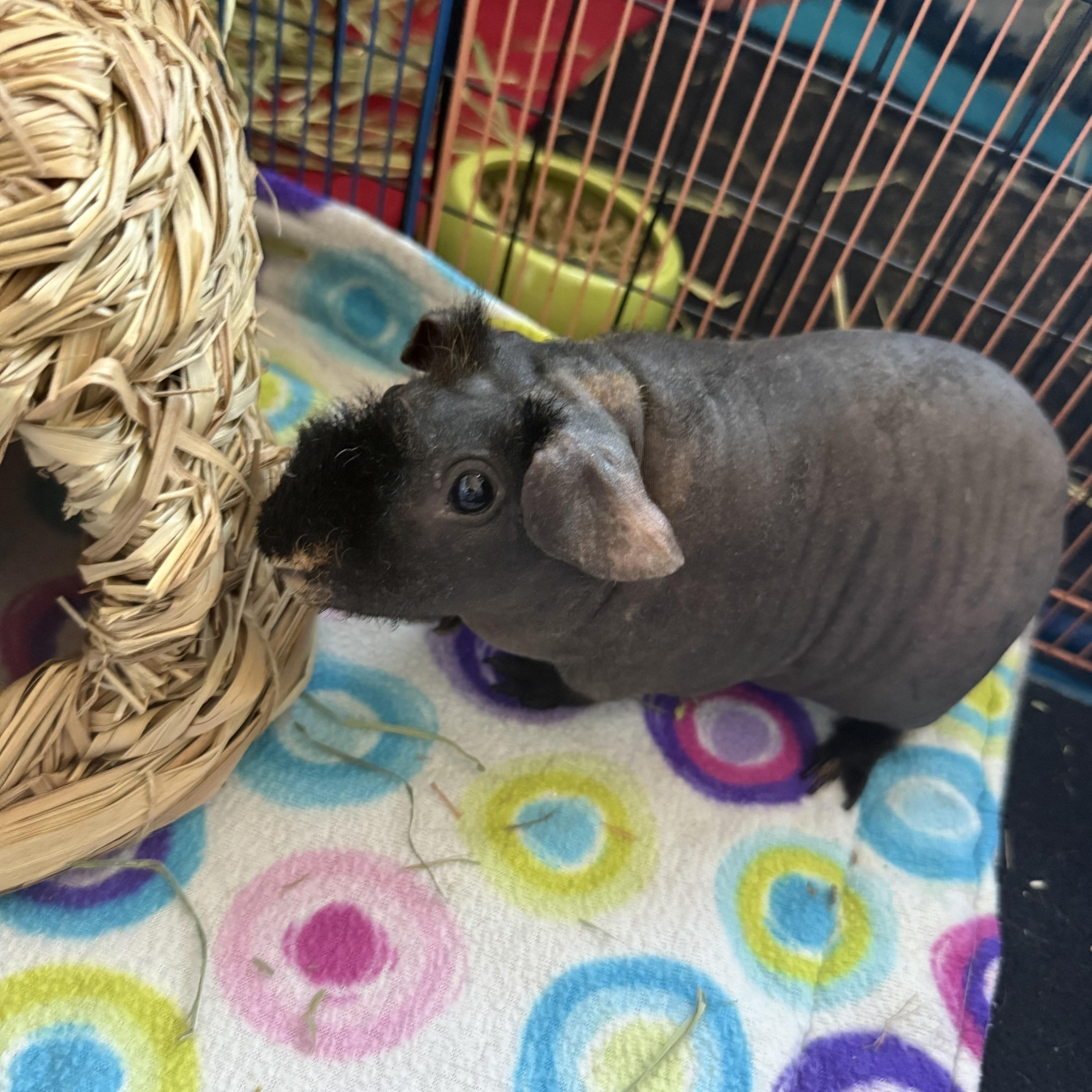 Enlarge Groucho, an adopted Guinea Pig in Austin, TX image 1/4