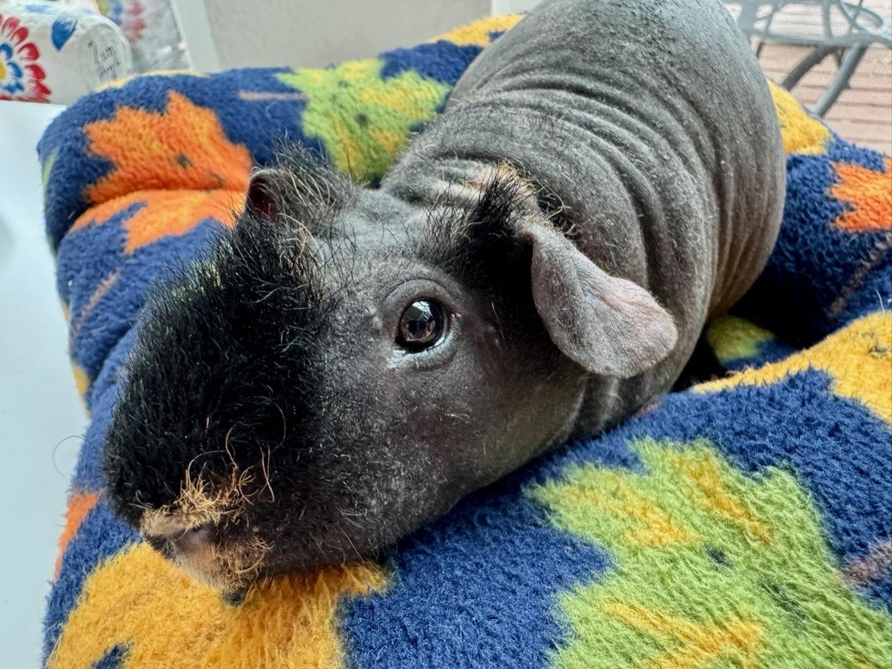 Enlarge Groucho, an adopted Guinea Pig in Austin, TX image 3/4