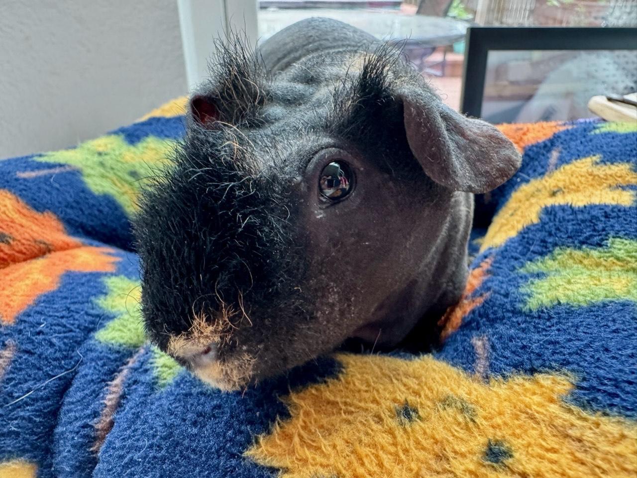 Enlarge Groucho, an adopted Guinea Pig in Austin, TX image 4/4