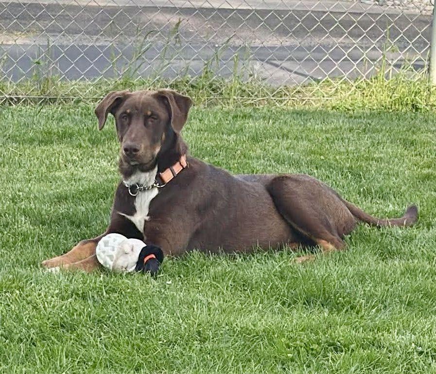 Spike, Adopted, Young Male Doberman Pinscher & Golden Retriever.