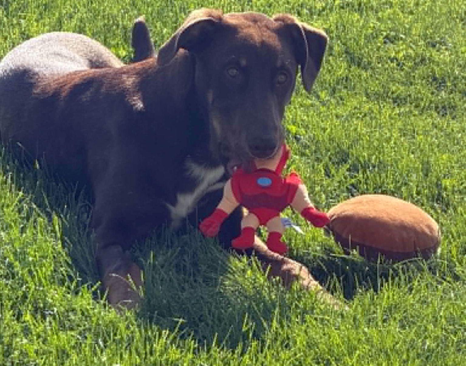 Spike, a Adopted mixed breed in LEWISTON, ID image 4/6