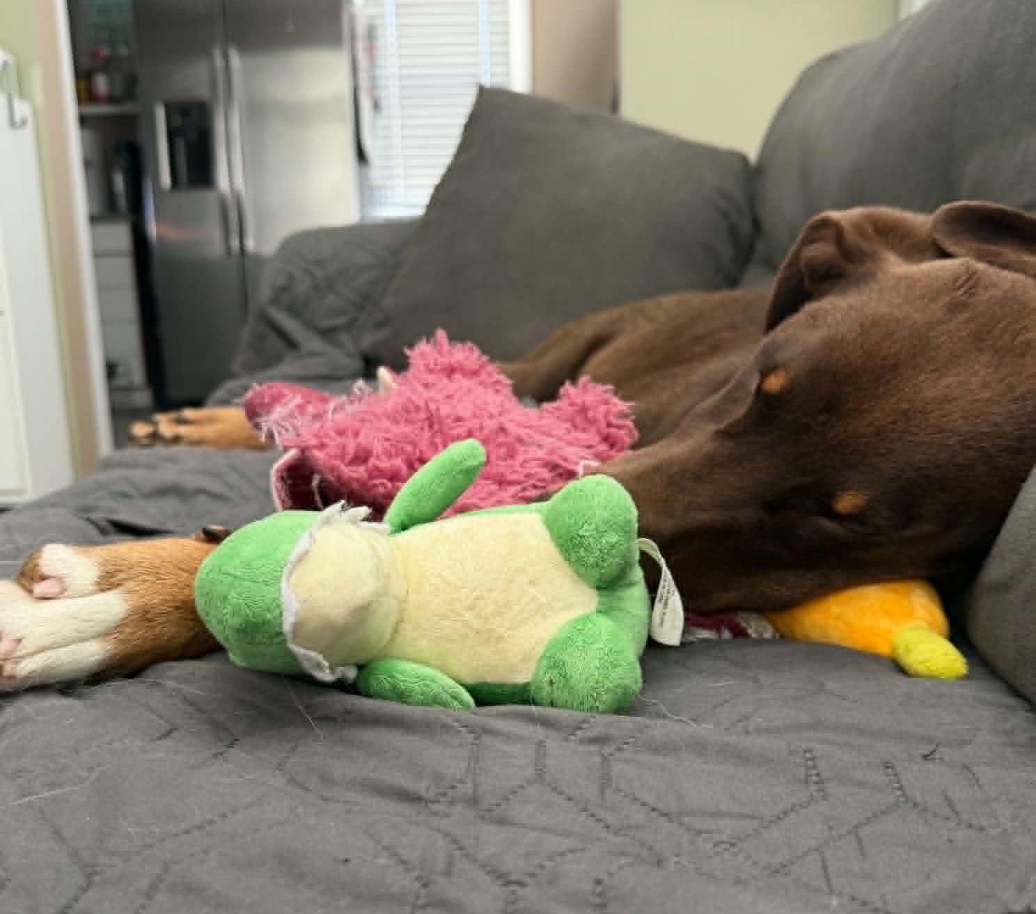 Spike, a Adopted mixed breed in LEWISTON, ID image 5/6