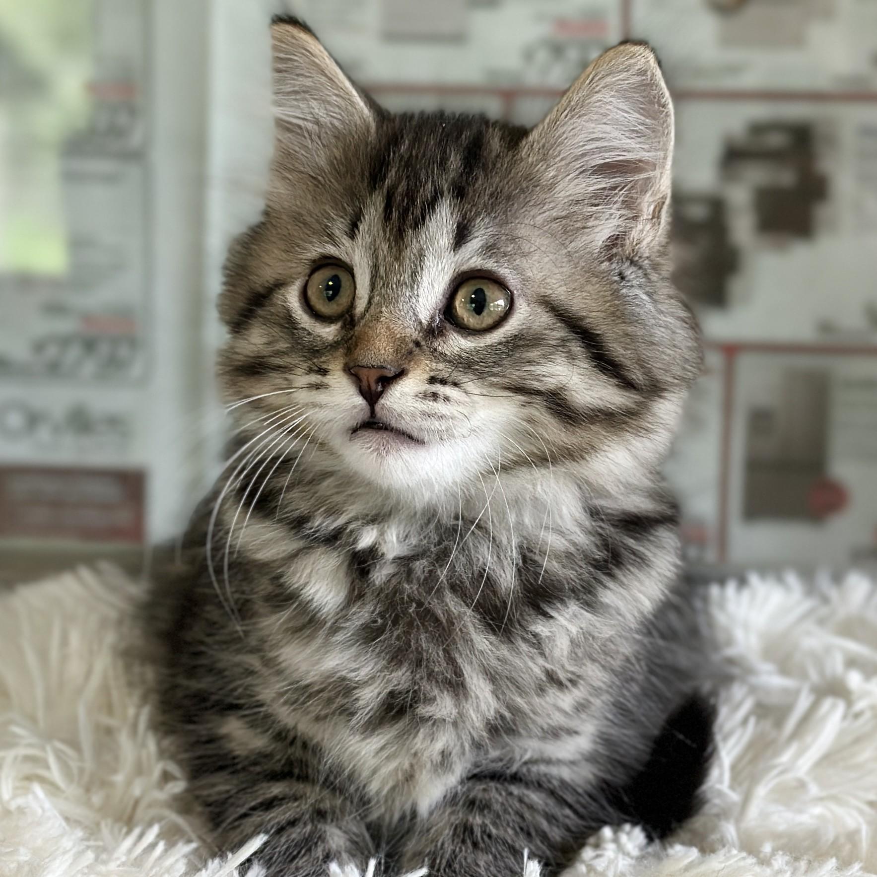 Nellie, an adopted Domestic Long Hair in Victor, NY image 2/2