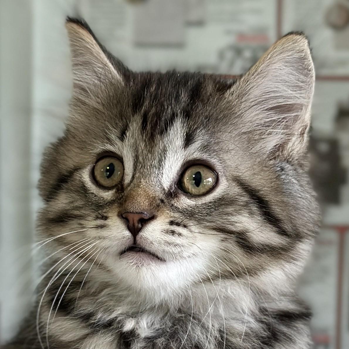 Nellie, adopted, Kitten Female Domestic Long Hair.