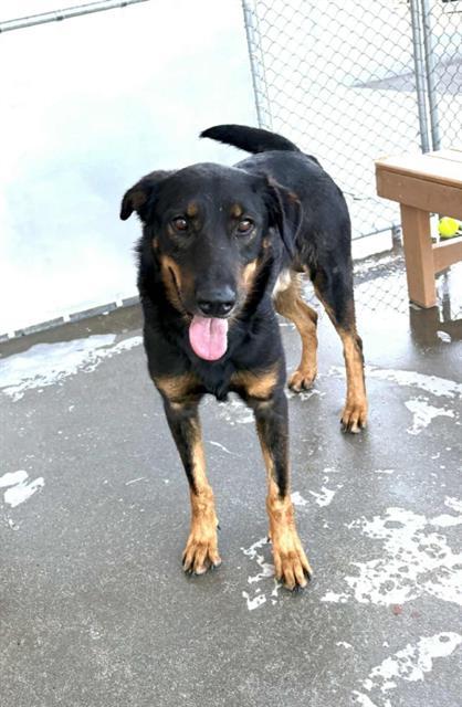 Joust, Adoptable, Adult Male Beauceron.