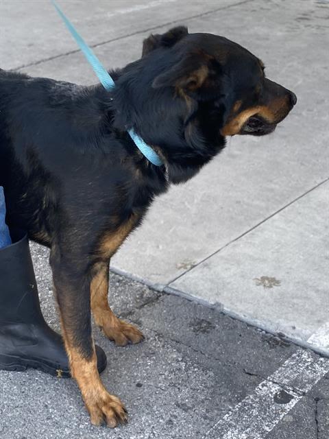 Enlarge Joust, a Adoptable mixed breed in Thousand Oaks, CA image 2/2