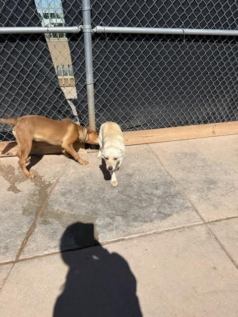 Athena, Adoptable, Adult Female Mixed Breed.