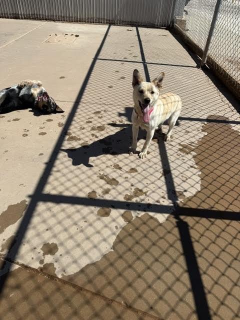 Enlarge Athena, a Adoptable Mixed Breed in Hobbs, NM image 2/5