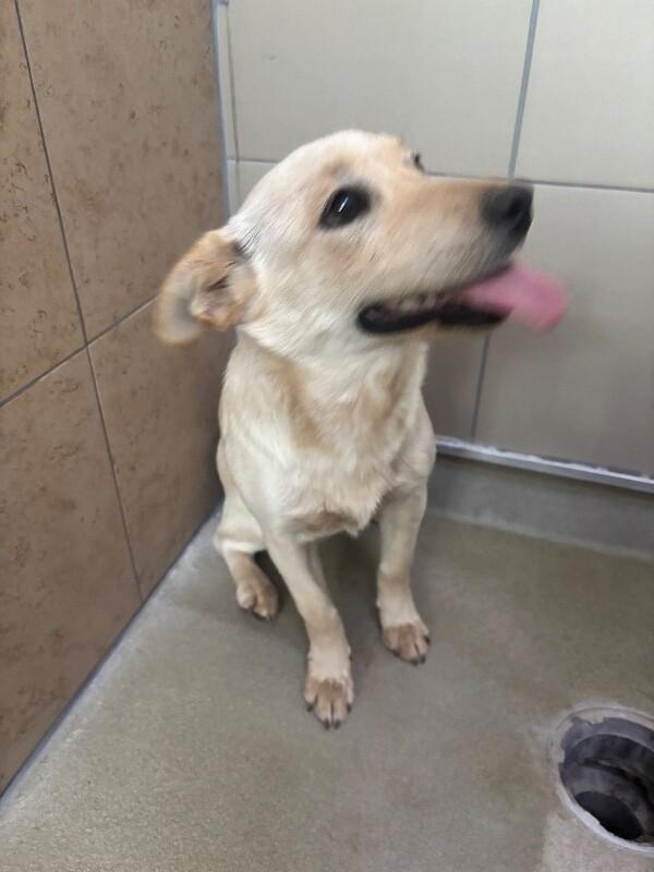 Enlarge Athena, a Adoptable Mixed Breed in Hobbs, NM image 3/5
