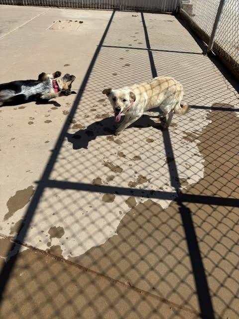 Enlarge Athena, a Adoptable Mixed Breed in Hobbs, NM image 4/5