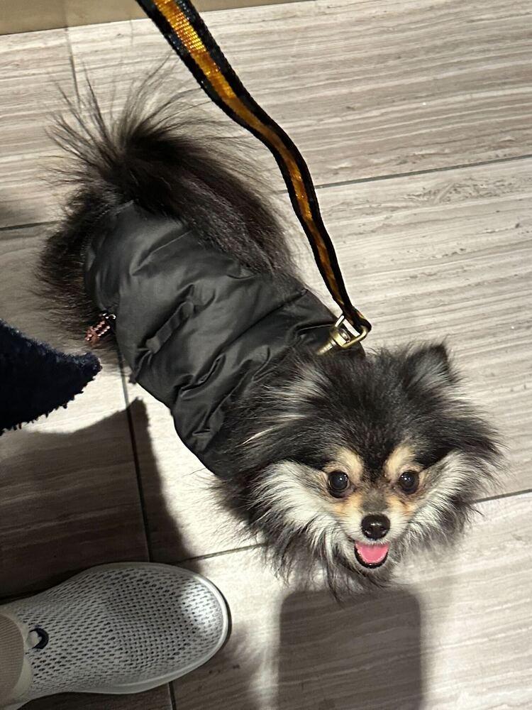 Enlarge Cinder, a Adoptable Pomeranian in Long Island City, NY image 1/6