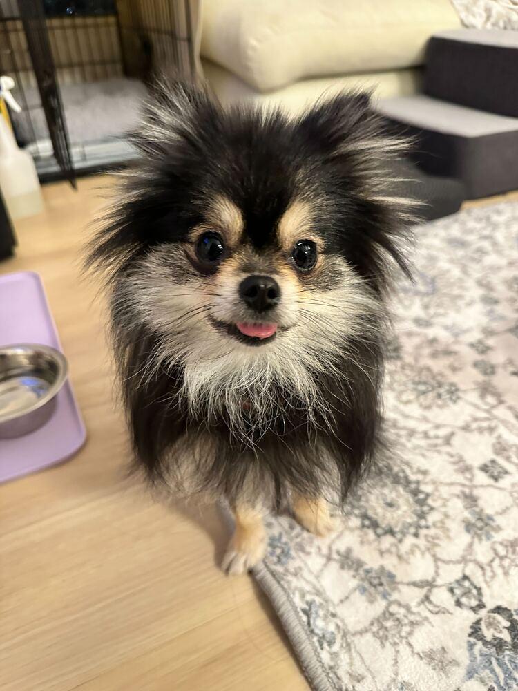 Enlarge Cinder, a Adoptable Pomeranian in Long Island City, NY image 2/6