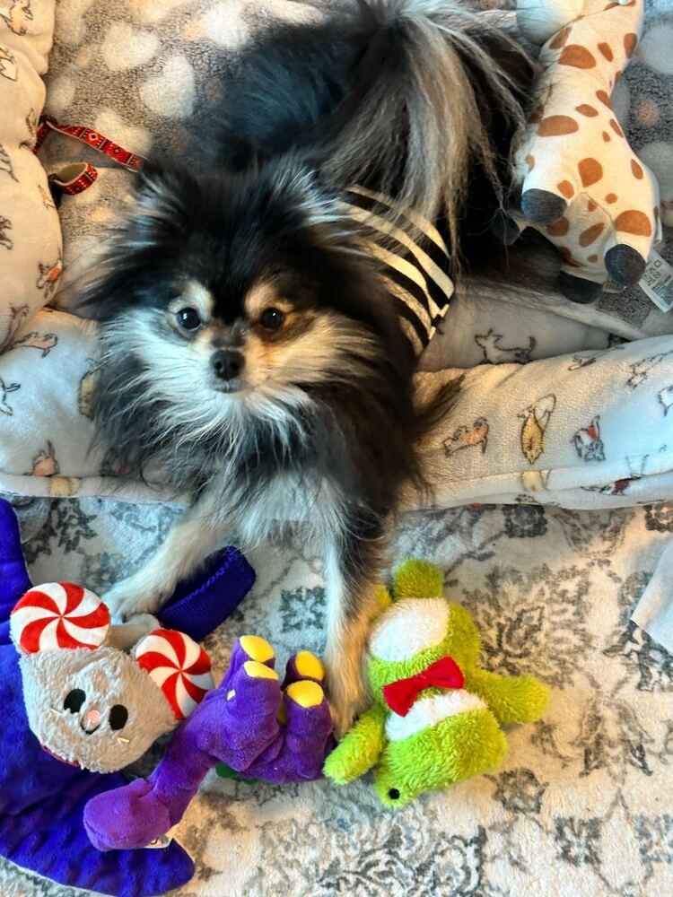 Enlarge Cinder, a Adoptable Pomeranian in Long Island City, NY image 3/6