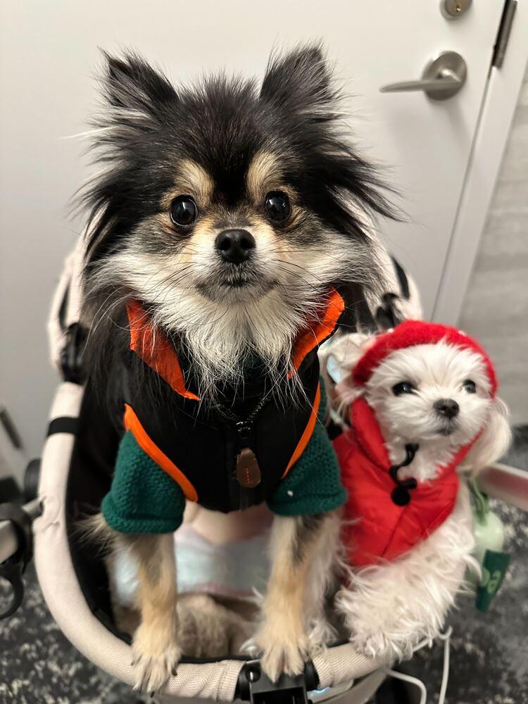 Enlarge Cinder, a Adoptable Pomeranian in Long Island City, NY image 4/6