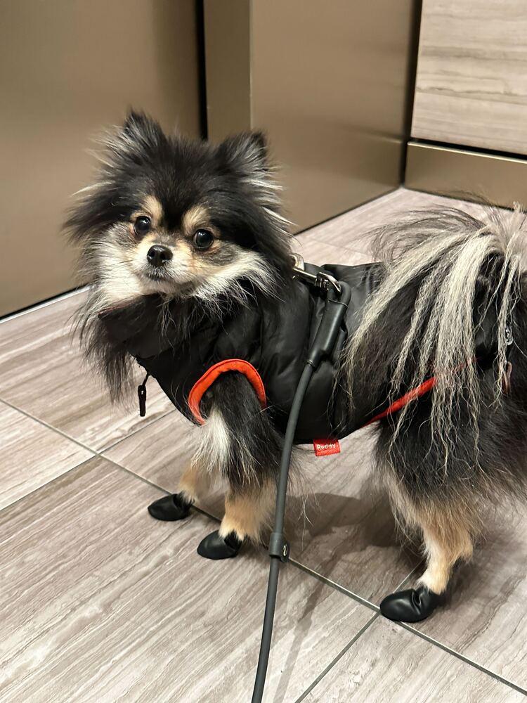 Enlarge Cinder, a Adoptable Pomeranian in Long Island City, NY image 5/6