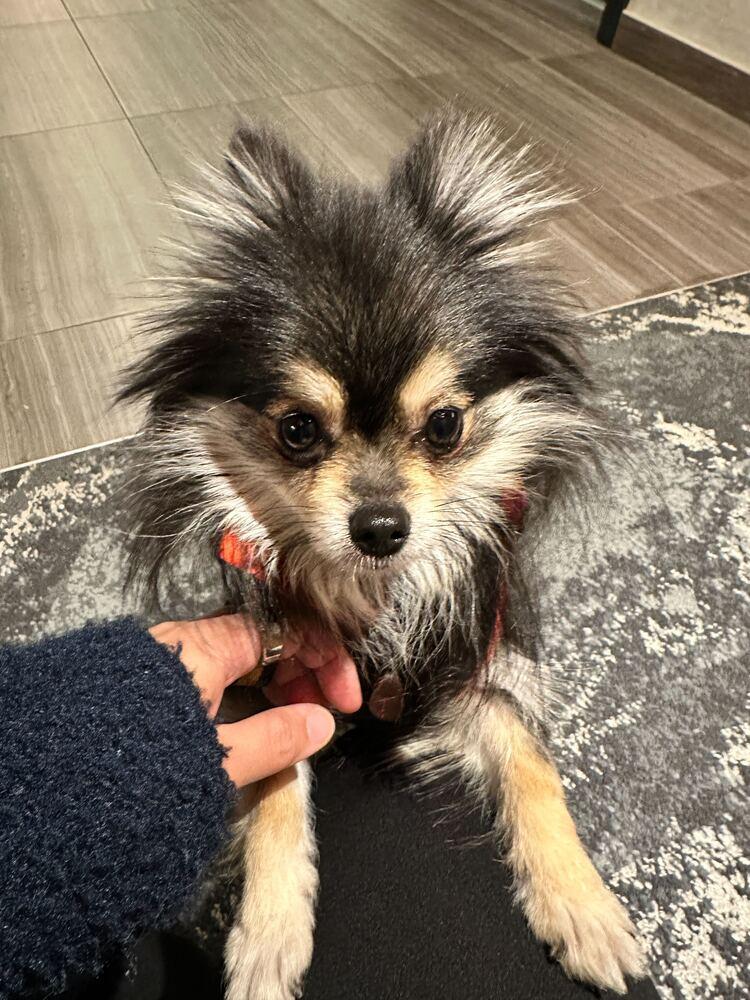 Enlarge Cinder, a Adoptable Pomeranian in Long Island City, NY image 6/6