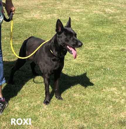 Enlarge Roxi, a ADOPTABLE mixed breed in Washington, GA image 4/4