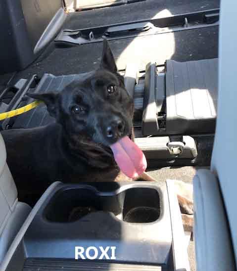 Enlarge Roxi, a ADOPTABLE mixed breed in Washington, GA image 3/4