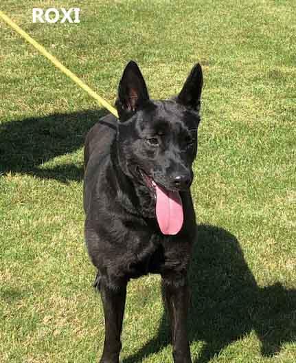 Enlarge Roxi, a ADOPTABLE mixed breed in Washington, GA image 1/4