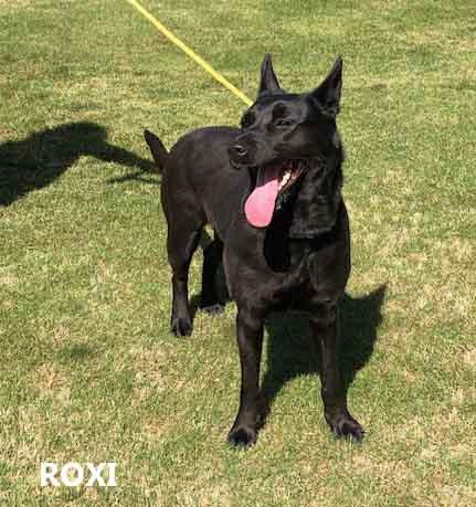 Enlarge Roxi, a ADOPTABLE mixed breed in Washington, GA image 2/4