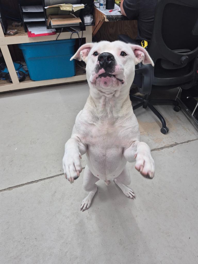 Sebastian, Adoptable, Adult Male Pit Bull Terrier & Hound.