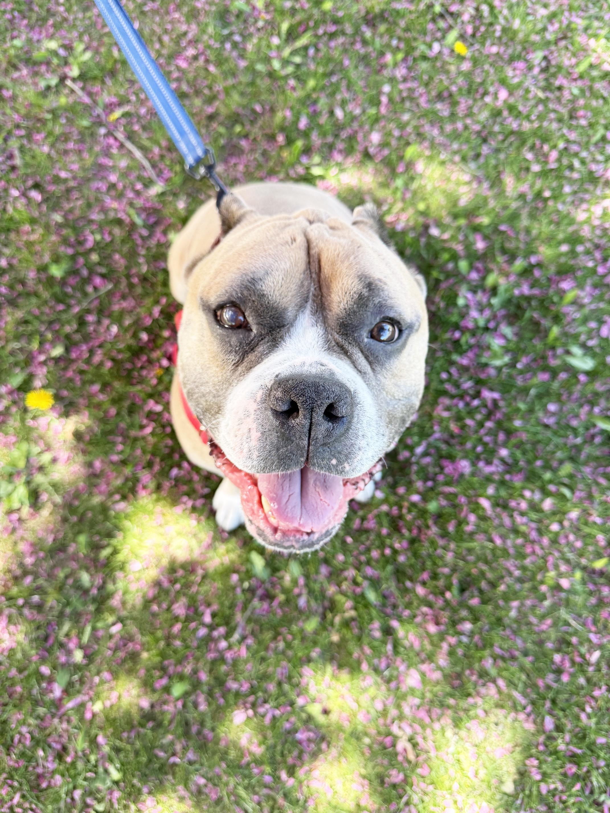 Russell-Goofball! Loves people, good with dogs, chill boy, an adoptable mixed breed in Oshkosh, WI image 4/6