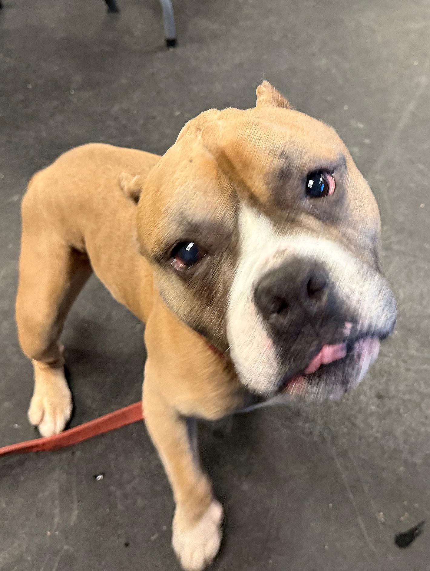 Russell-Goofball! Loves people, good with dogs, chill boy, adoptable, Adult Male Mixed Breed.